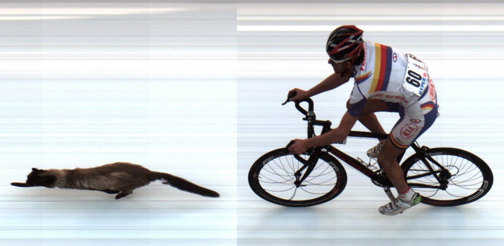 immagine del fotofinish dell'animale del gatto